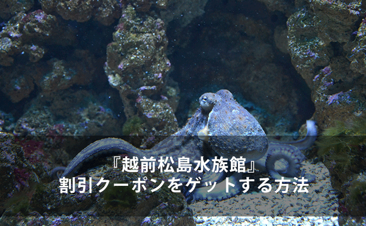 2022年最新版】越前松島水族館の割引クーポンをゲットする13の方法 | LIFEラボ